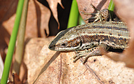 Viviparous Lizard (Zootoca vivipara)